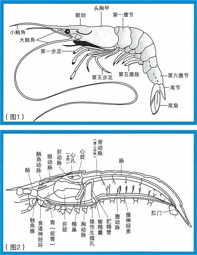 鳌虾解剖图图片