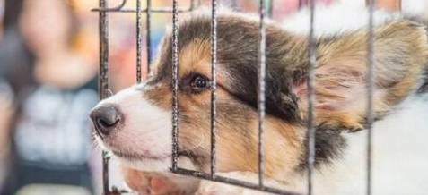 因为|柯基犬价格多少钱一只?你是不是被坑了?