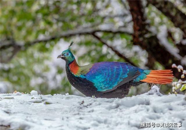 西藏出现九色鸟，身披彩色羽毛，夏天雨雾中跳舞，冬天风雪中觅食