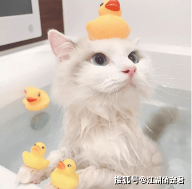 白养|如果你养猫，连这5个常识都不知道，真的白养猫了
