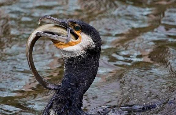 山药|糖尿病患者常吃这些菜，有效预防血糖升高
