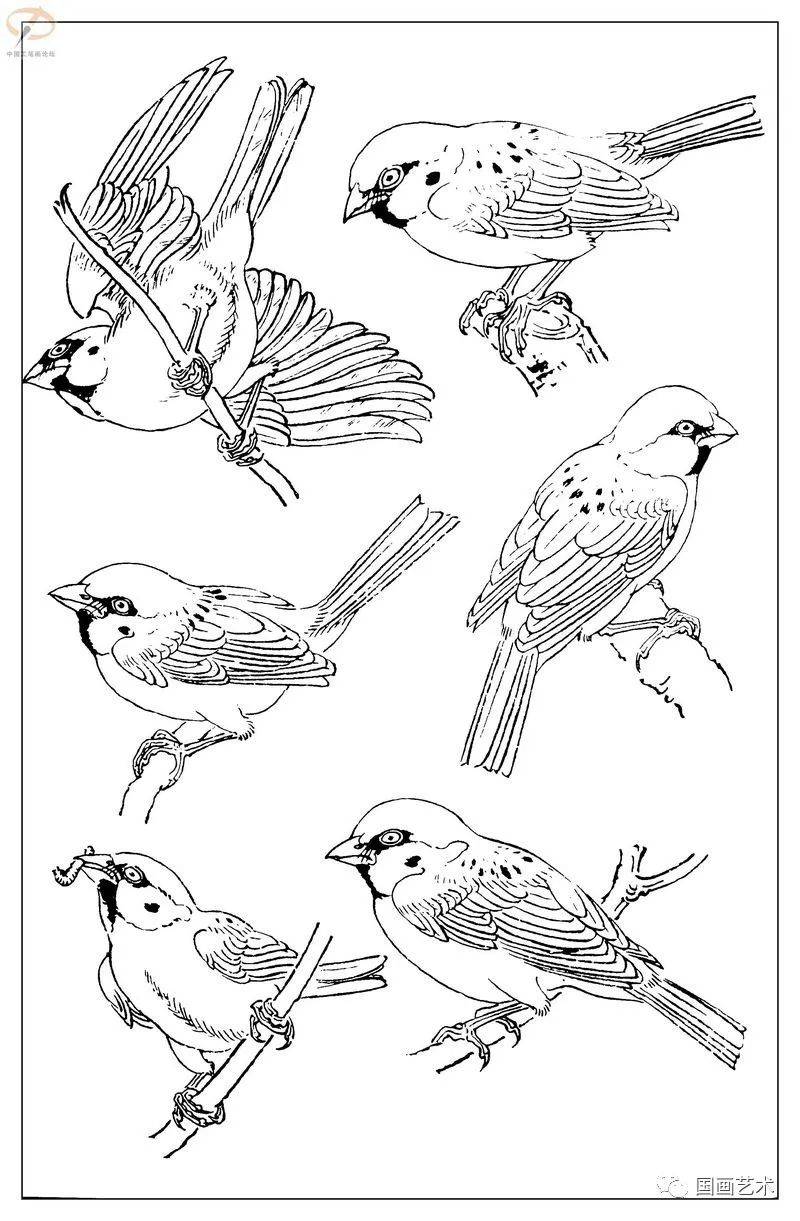白描麻雀百图分享