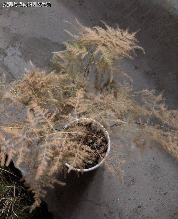 最好的烟丝是哪儿的 c28566c2dd5a41799668f1c0b05aadae.jpeg