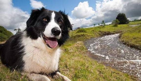 因为|最会“气人”的7种狗,养了之后,把我的耐心都磨光了!