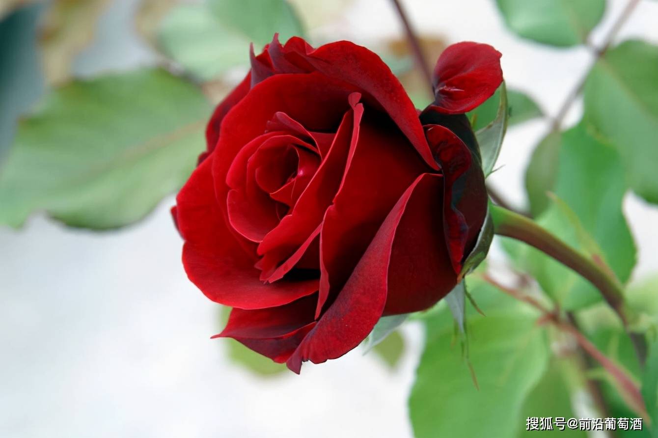 方法|葡萄酒花香的特点和品鉴方法,葡萄酒常见鲜花干花香分类图鉴详解