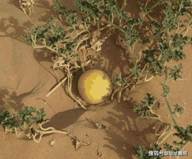 在沙漠里再渴也不要随地采食西瓜，科学家：救命随时会变丧命