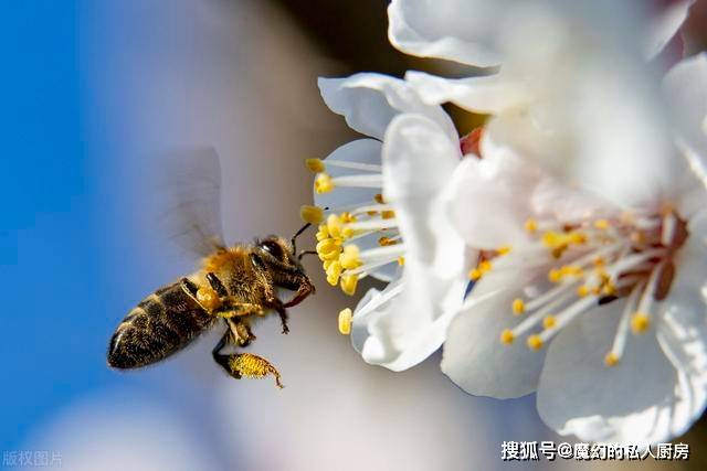 灞辨潙鍙樹簡鏍蜂簩鑳℃_浐灞湿地公园树装迷宫(2)