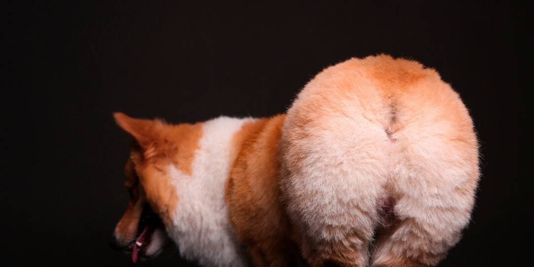 指令|养“柯基”能有多少快乐，看完这篇文章，你无力反驳