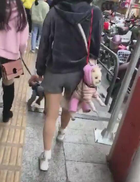 狗狗被主人一根繩提著，在背後被甩暈，主人依然不理！ 萌趣萌寵 第4张