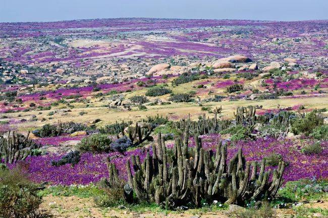 气候大乱热带阿塔卡马沙漠年降雨量01毫米为何8月突降大雪