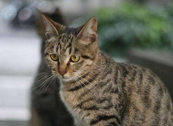 我国|本土最纯的土猫！国内不值钱，国外买不起，被国际权威组织认可