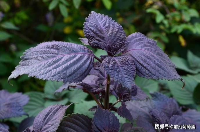 植物|葡萄酒植物香气的特点及品鉴方法,葡萄酒常见植物香气分类图鉴六