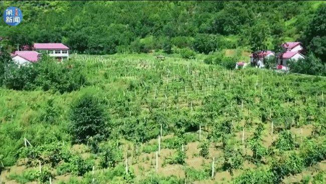 时节|陕西丹凤县昔日的山中野果成致富新宠