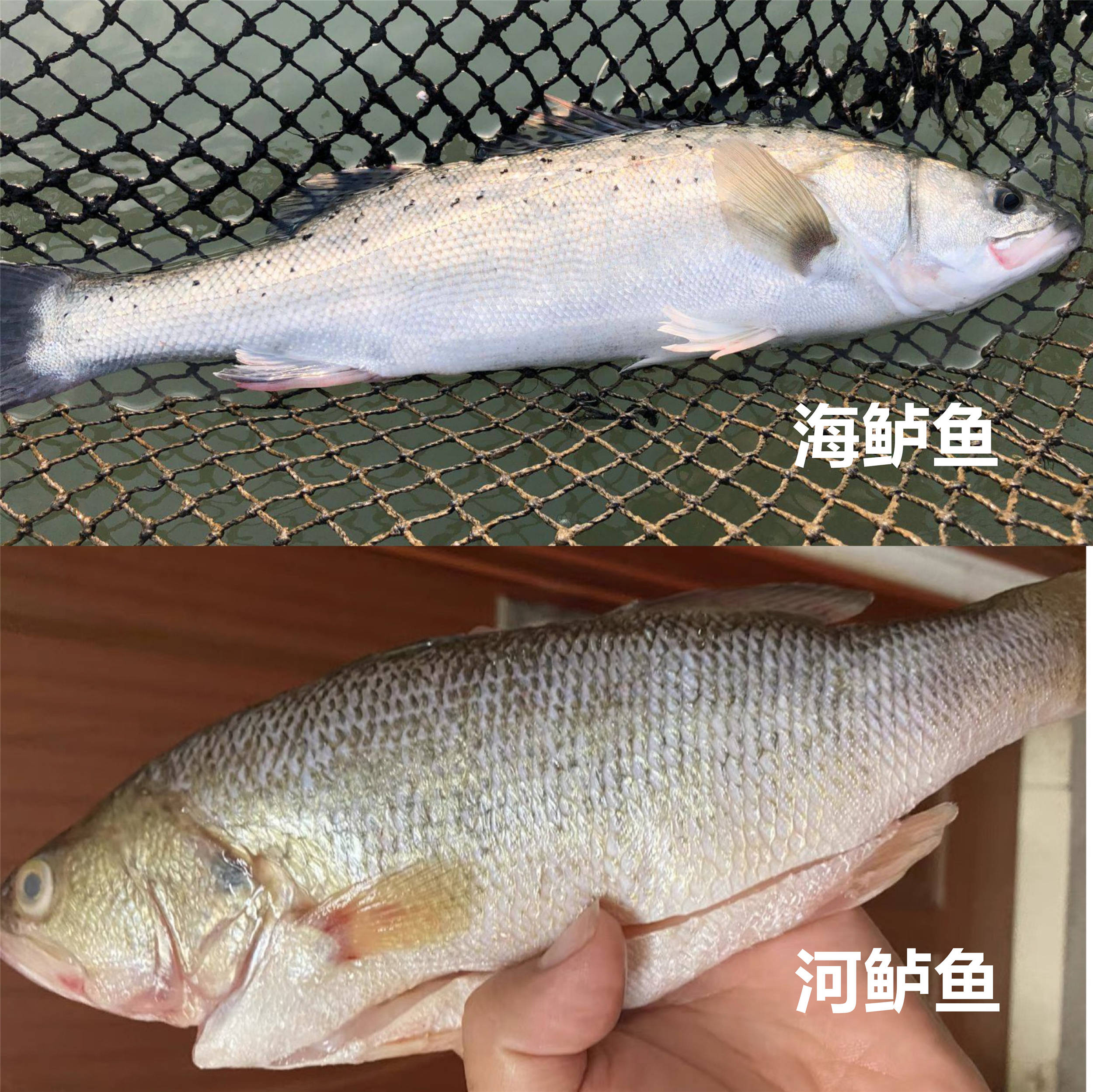 原創買鱸魚不是越肥越好避開3種鱸魚肉細味鮮不花冤枉錢