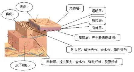 真皮|从表皮角质到真皮深层，有针对性的抗老才是有效抗老