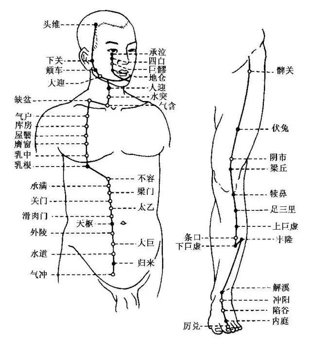 脾经和胃经的位置图图片