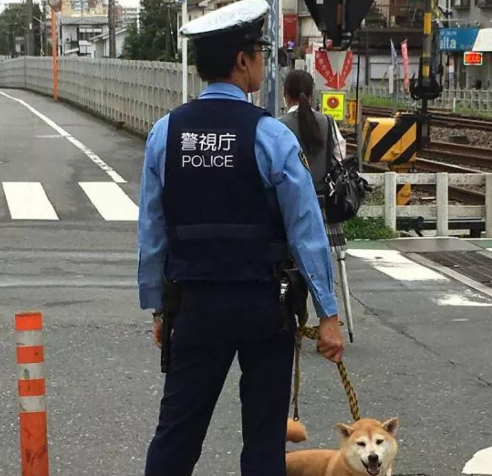 柴犬走丢被执勤员捡到 一脸兴奋超得意 我现在也是警犬了 狗狗
