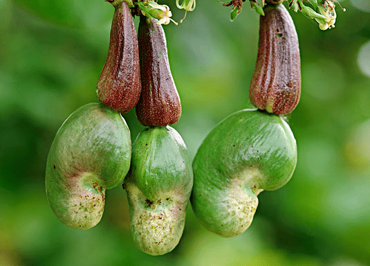 和漆树是亲戚,果皮有剧毒,曾当杀虫剂使用,如今成世界四大坚果_腰果