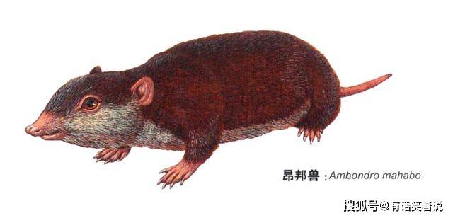 昂邦兽身长6-8厘米,重5-14克,与鼩鼩差不多大.