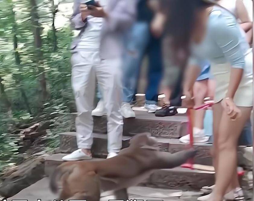 景区猴子抢女游客包乱翻，还挠女子大腿，围观游客：不敢惹猴子