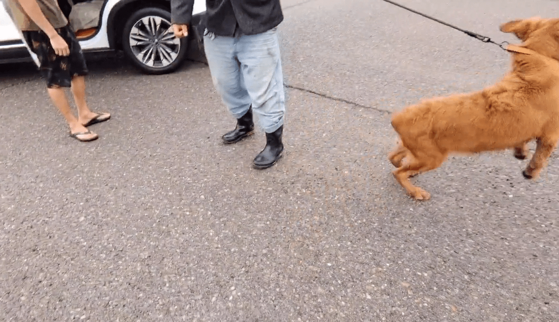 金毛拖着狗贩子往外跑