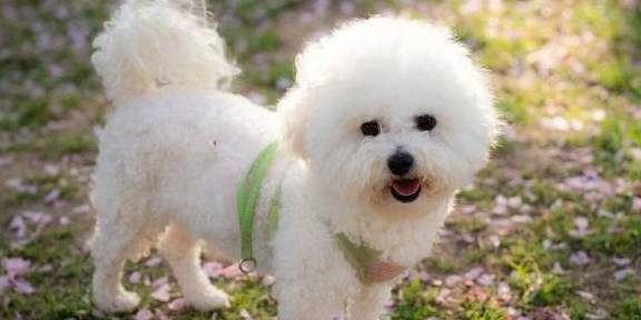 因为|真心为“比熊犬”好，这六件事，一定不能做