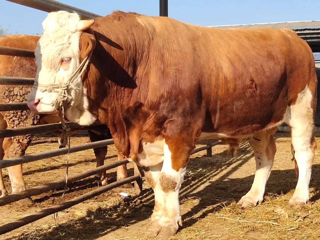 秋季西门塔尔牛催肥五部曲学到就是赚到