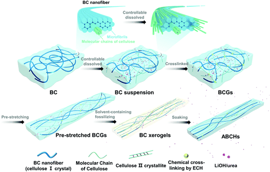原创可调高机械,非膨胀和仿生纳米流体各向异性细菌纤维素水凝胶