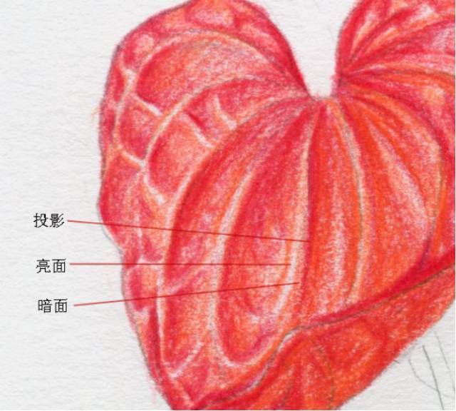 叶子|教你画彩铅花卉红掌