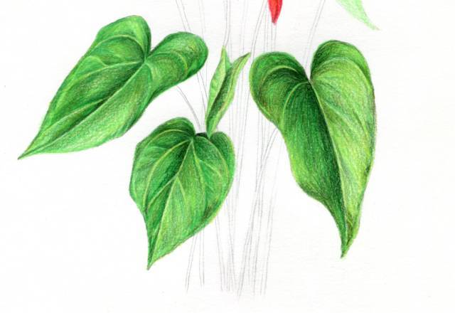 叶子|教你画彩铅花卉红掌