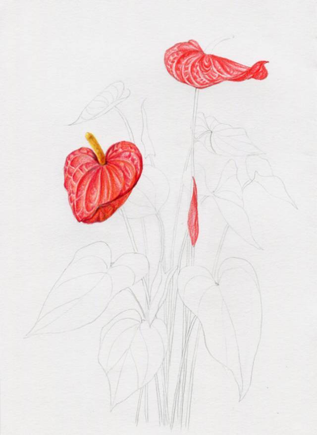 叶子|教你画彩铅花卉红掌