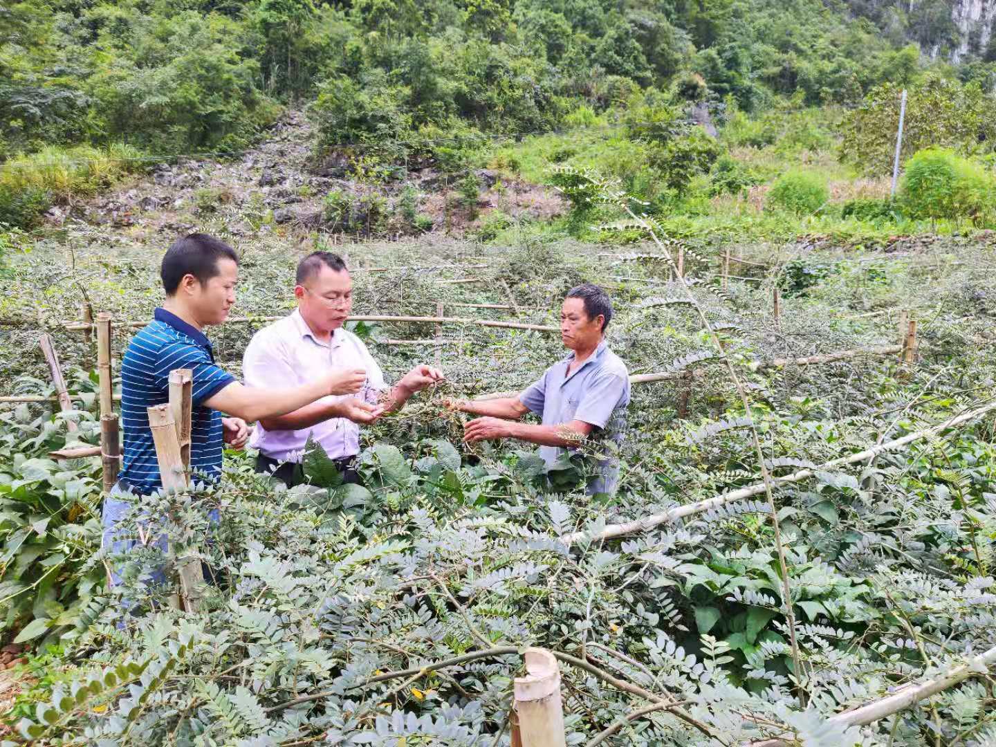 核桃林|广西凤山县核桃林下种植中药材拓宽农民增收路