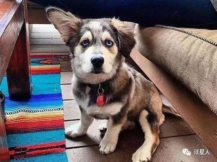 什么|网友高价买了只哈士奇，可没想到狗子长大后居然变了个品种