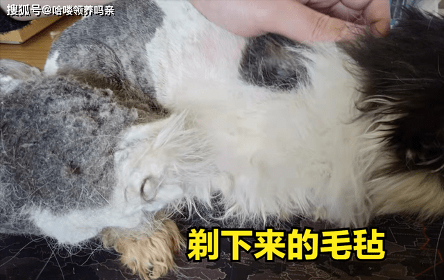 因为|养加菲铲屎官后悔了吗？这种可爱到膨胀的猫咪，为啥养起来这么难