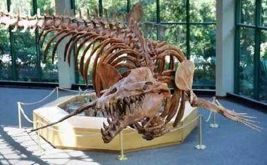 龙王鲸灭绝了么 adec52ffbc5a48cf8b348f37dca97196.jpeg