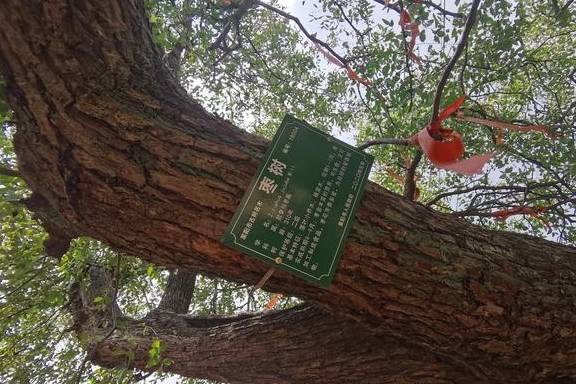 莱阳农村的奇景：三百多年历史的老枣树，今秋又结出果了