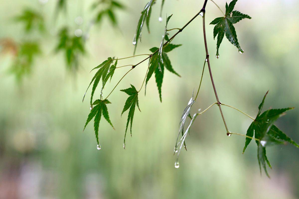 秋雨 散文 夏雨