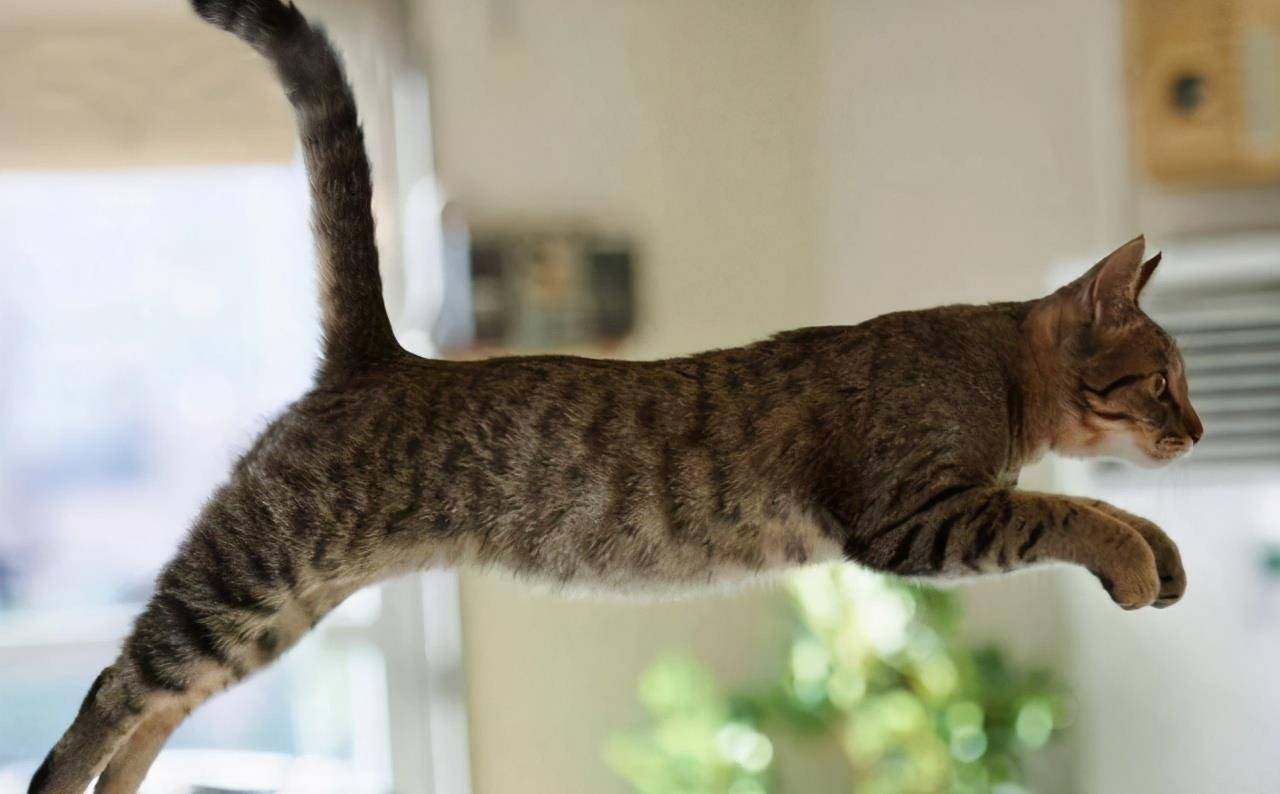 我国|国产狸花猫的6大“小优点”，看完后更想养它了