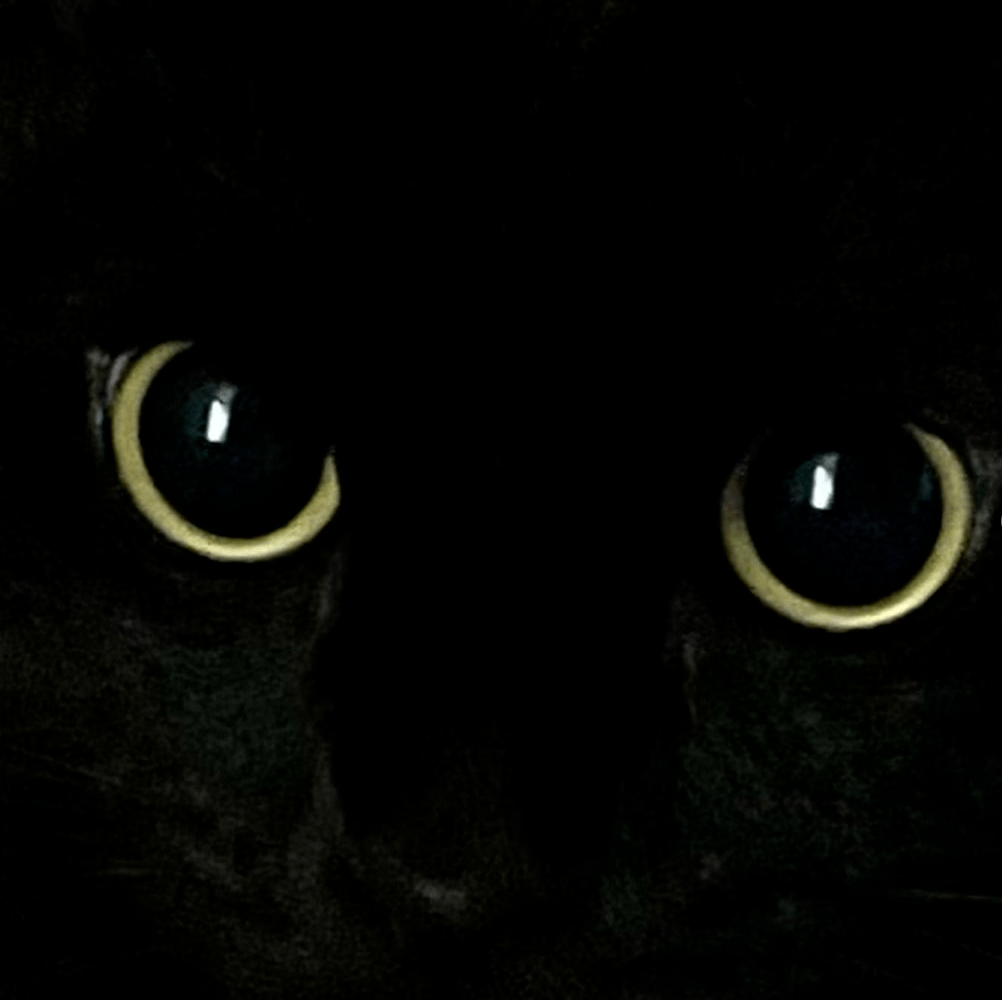 黑色背景猫眼睛图片