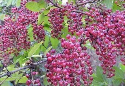 泡泡糖|说说你小时候吃过哪些东西?一听就暴露了年龄!