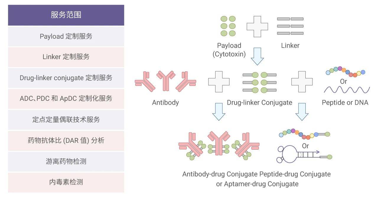 治疗|靶向抗体偶联药物 (ADC)——抗肿瘤 | MedChemExpress