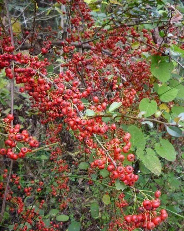 泡泡糖|说说你小时候吃过哪些东西?一听就暴露了年龄!