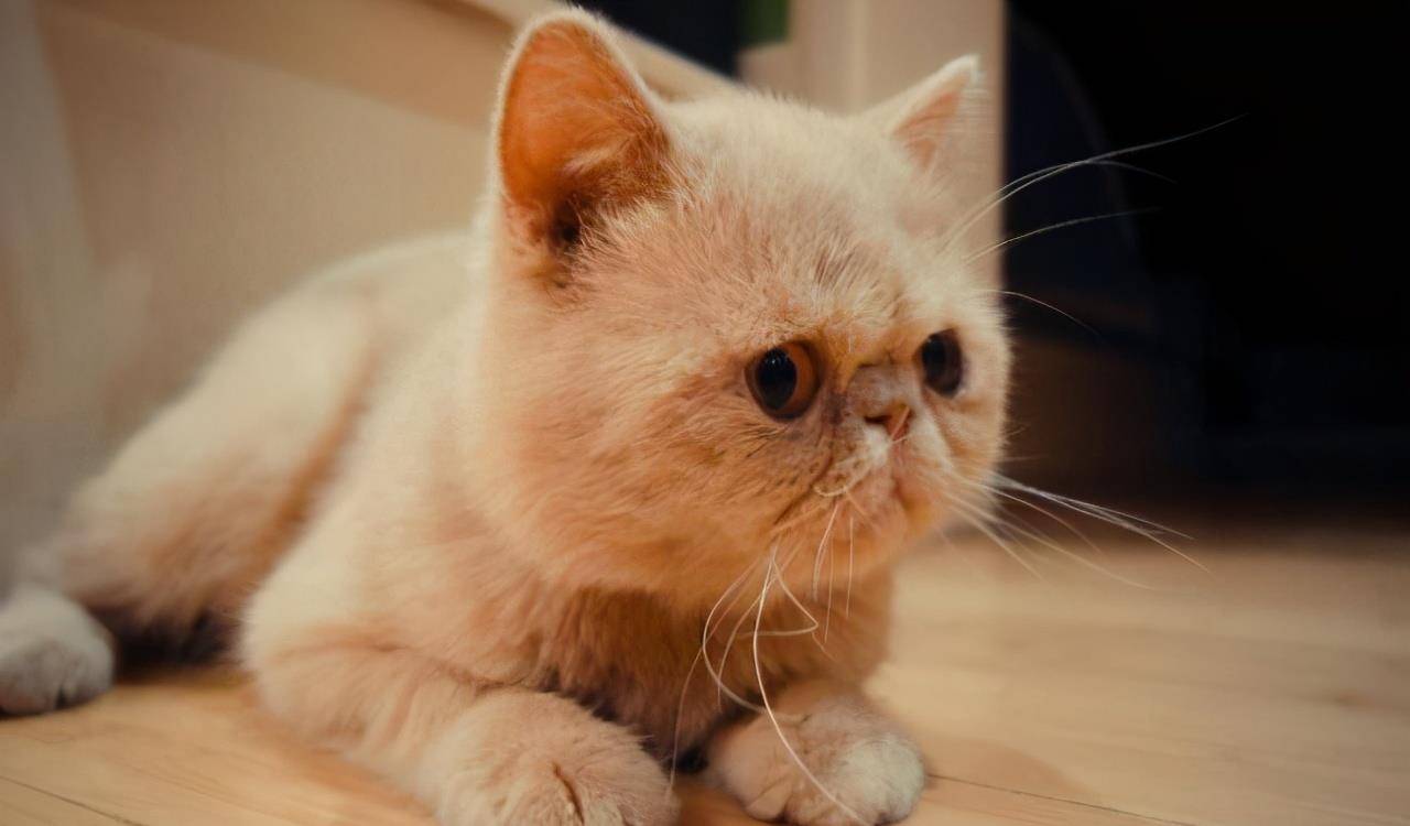 猫咪|占有欲极强的6种猫，养了它们之后，你别想碰别的猫