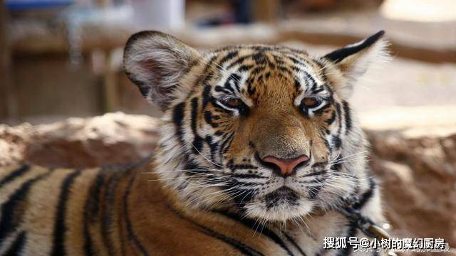 今天下午睡觉梦见老虎但没吃人，梦境背后的深层含义与心理解析