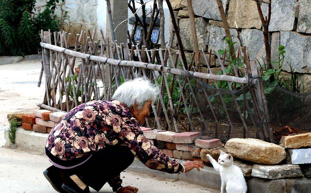 地区盘点中国5大“土猫”，你都认识吗？