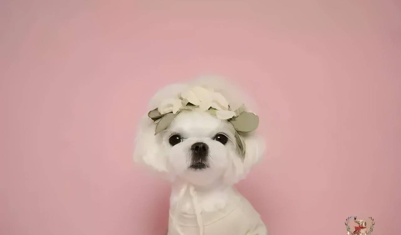 技能|上班族没时间照顾狗狗？狗狗也能上幼儿园啦