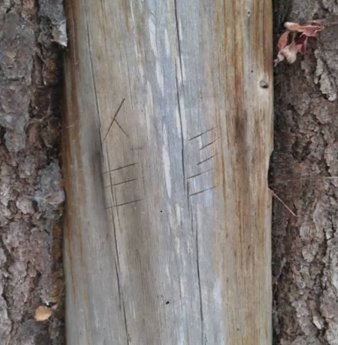 长白山老树上刻有“谜”样符号，经老把头指点，竟然藏着这种秘密
