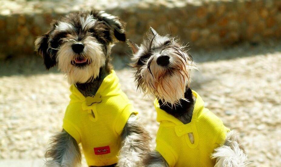 因为|雪纳瑞犬一生的6大“心愿”,你有帮它实现吗?