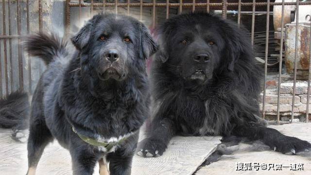 比它塊頭更大的有高加索犬,比它更為兇猛的有比特犬,說到比特犬,那