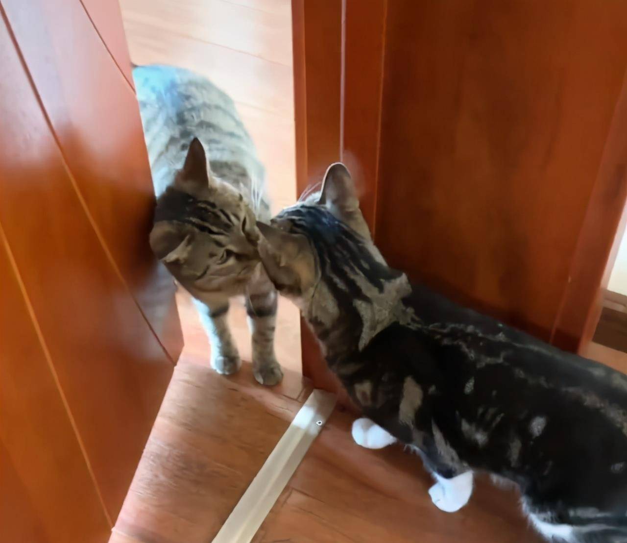 名字尿爸养新猫了，尿尿有伙伴了，然而网友只关心新猫的名字